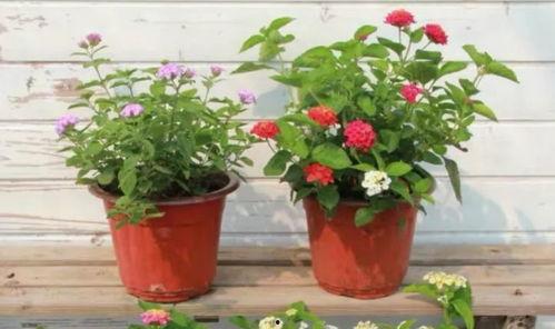 康定酒店爆料视频最新2020,真实事件背后的惊人真相  第3张